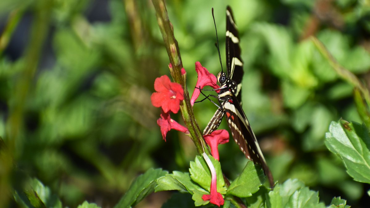 Kissimmee Wildlife on Twitter "East of Orlando at one of my favorite