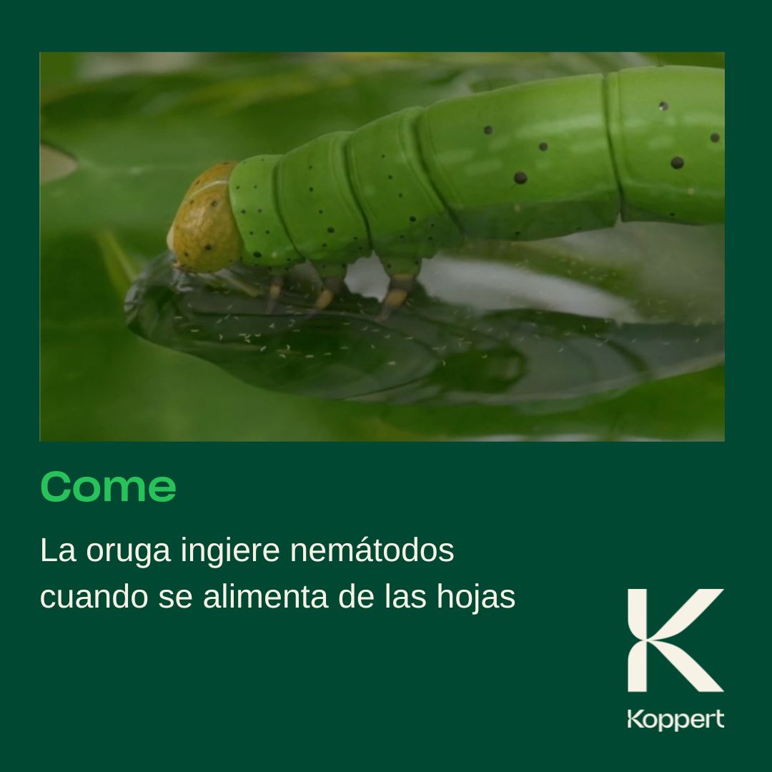 KOPPERT_ES's tweet photo. 😱¿No puedes acabar con la #Tuta?🐛
🪂¡¡El ataque aéreo de #nematodos la deja seca!!💣💥☠️
✅Utiliza #Capsanem su estrategia es ¡¡𝗶𝗻𝗳𝗮𝗹𝗶𝗯𝗹𝗲!!
Más info en: https://t.co/fUwsPV96ye
#koppert #biocontrol https://t.co/tWI6rhaaha