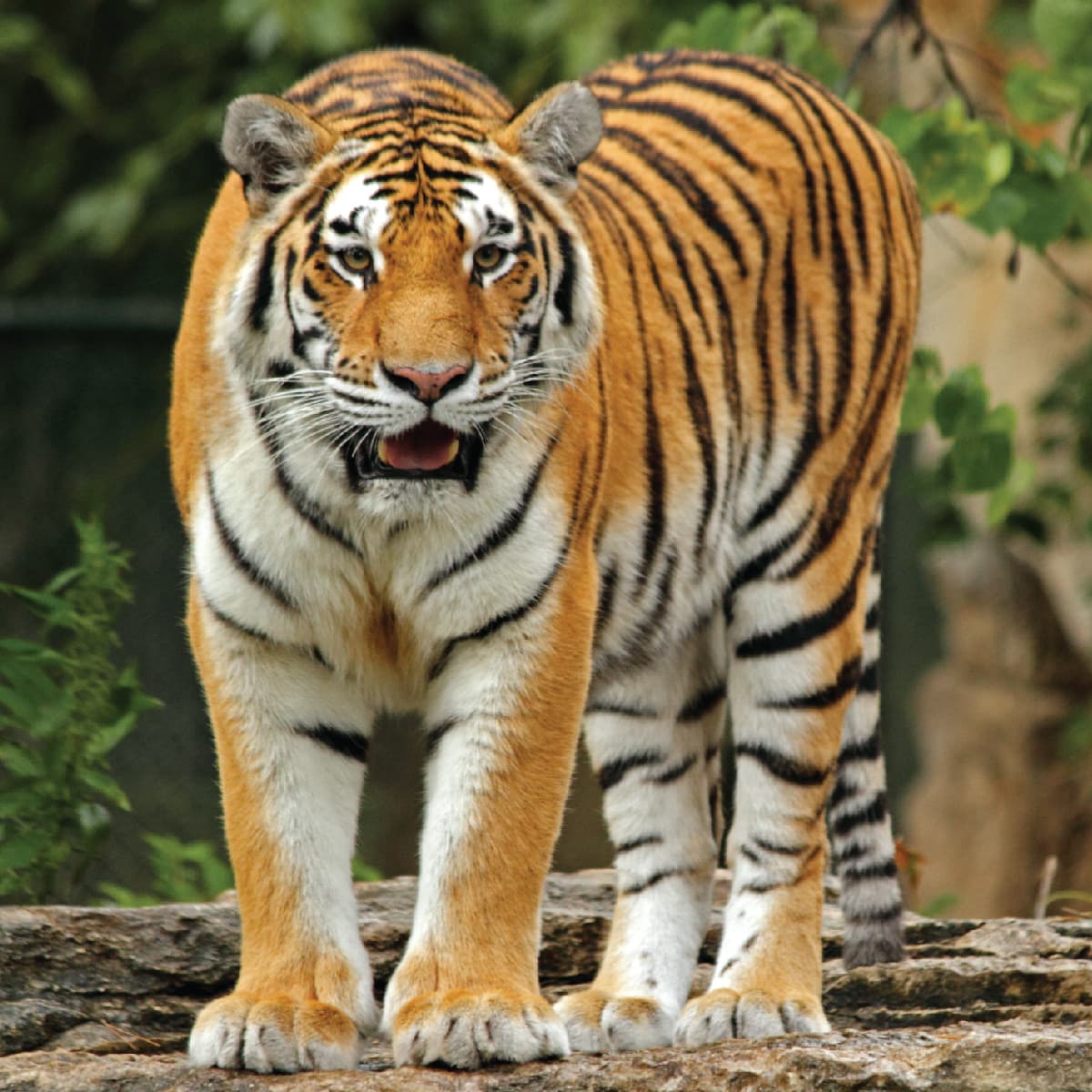 The larest number of tigers is in the US, with more than 5000. And in all of Asia and Russia, they make 4000. There are only 350 tigers in US zoos and rest of them are kept in homes