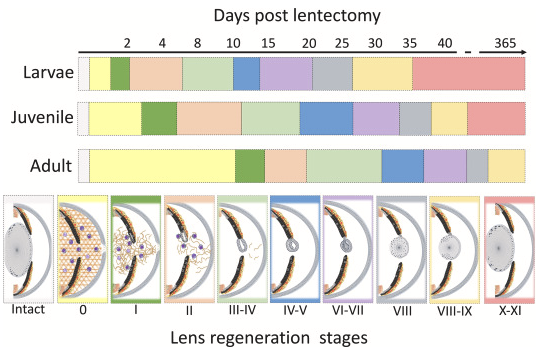 Diff_Journal's tweet photo. @Diff_Journal Paper in press Highlight!
Are you interested in #regeneration #transdifferentiation #lens across the lifespan?
Check out the latest work out of Katia Del Rio-Tsonis lab https://t.co/FlleSi1HTX
They examine #lens regeneration in larval, juvenile and adult newts! https://t.co/y8w67PhQOR