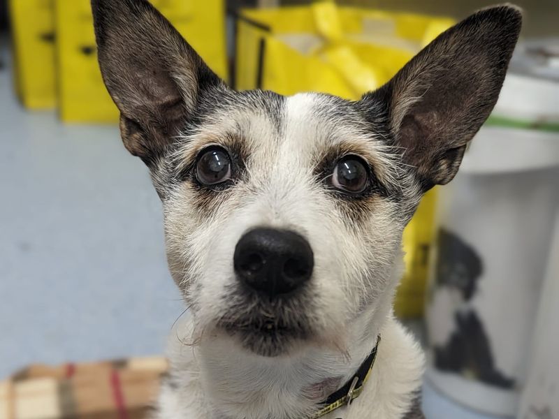 Please share to help Letty find a home #SHREWSBURY #SHROPSHIRE

Affectionate Jack Russell Terrier aged 14!! 💔
Active, housetrained, she's looking for a quiet adult home as the only pet.  Please give her an extra share.

DETAILS or APPLY👇
dogstrust.org.uk/rehoming/dogs/…
#dogs