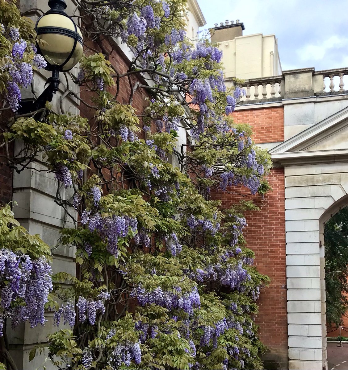 ChrisWalters_'s tweet photo. #Wisteria always makes me stop and gape. In #London, it’s in full bloom now. Hidden within #MarlboroughHouse, most people don’t get to see this amazing example https://t.co/BkVdo5nhJt