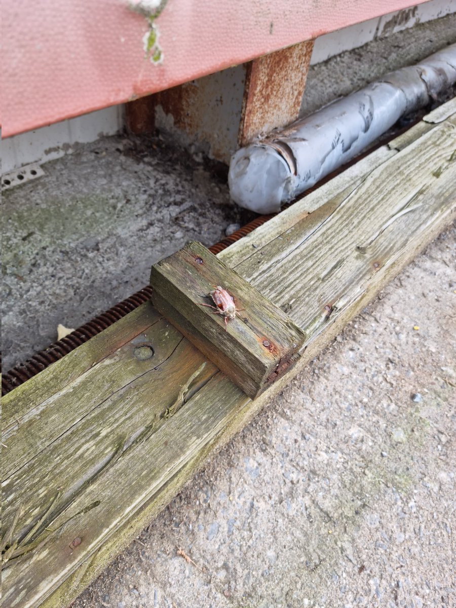 cathalred88's tweet photo. @EricTheBirdman hey just wondering what kind of moth this is? https://t.co/G1v9ysnl1m