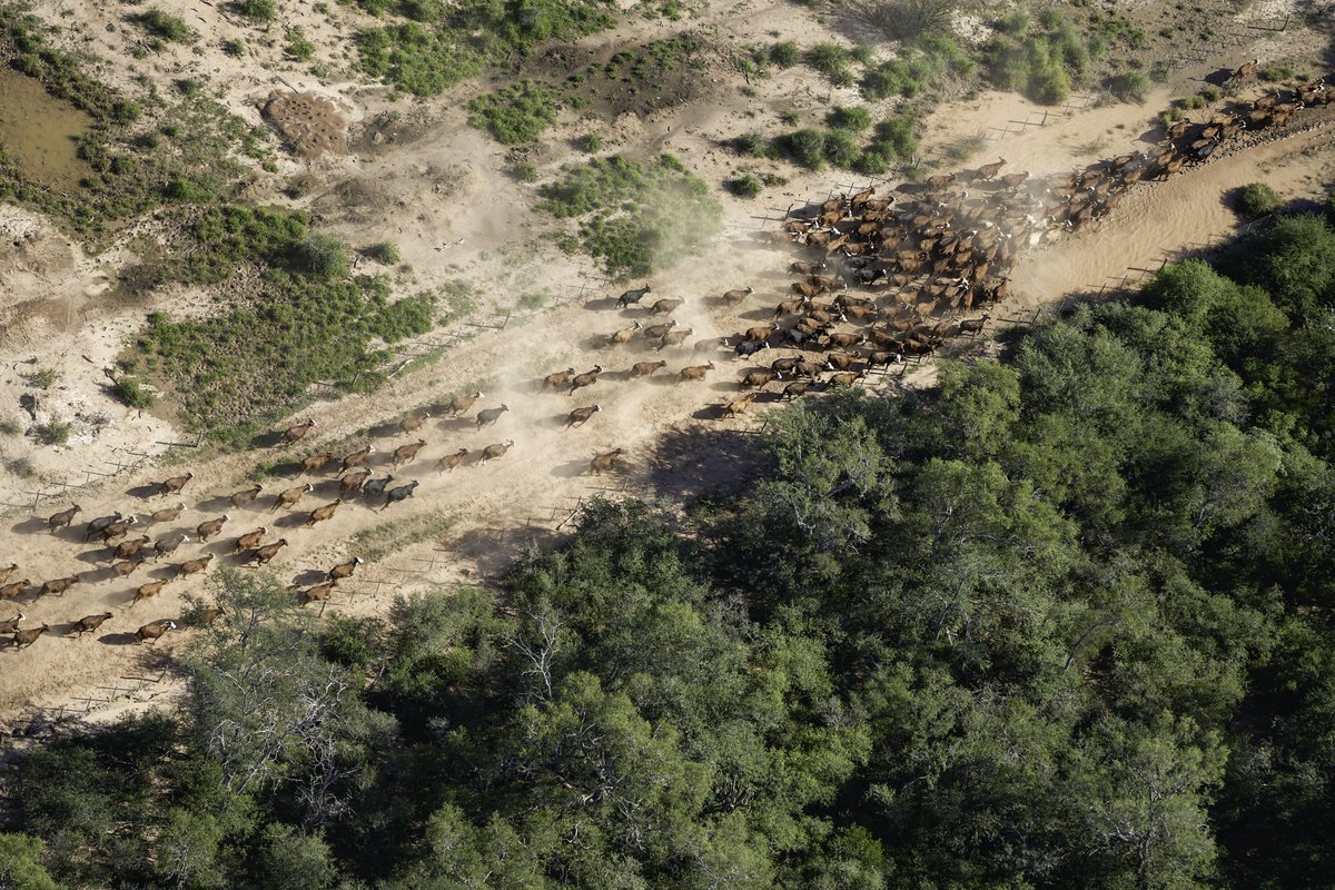 hernangiardini's tweet photo. Bruno Varela Marín, empresario ganadero uruguayo, continúa desmontando ilegalmente en Salta a pesar de haber sido multado en 2018. Las topadoras llevan arrasadas 7 mil hectáreas de bosques protegidos por la Ley de Bosques.

Destruir bosques es un crimen que debe penalizarse https://t.co/EWnsaaEHQq