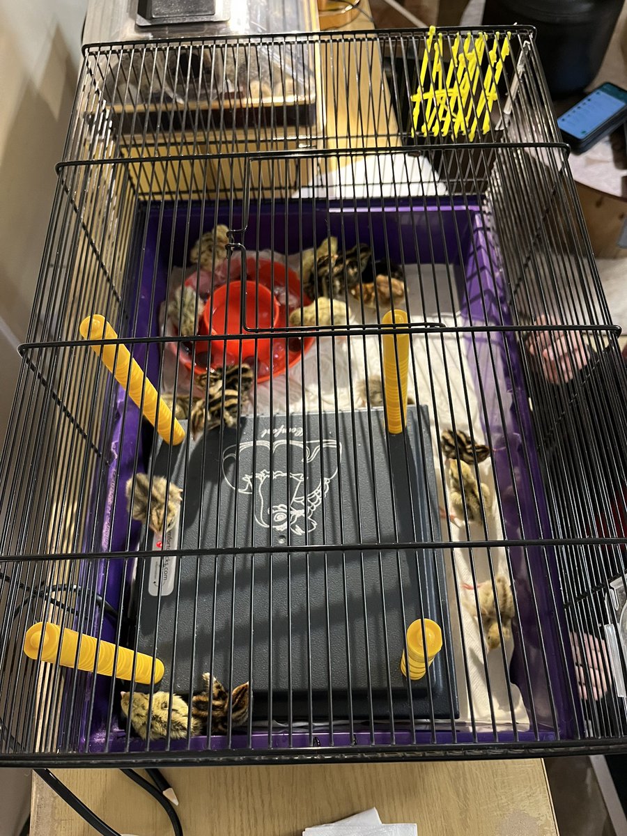 AshTreeEYFS's tweet photo. The eggs have hatched! ๐ฃ ๐ฅ #newlife #spring #eyfschanges https://t.co/5Kz64iwDy6