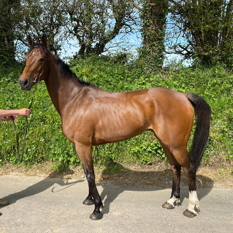 thorough_bid's tweet photo. HIGHWAY HERO (Lot 17):

🐴 5yo gelding by Millenary
🥇 P2P winner
🏇 Dam a P2P winner
🏇 Dam half-sister to 2 winners
🤠 Consigned by Harry Ryall

#𝐌𝐚𝐲𝐒𝐚𝐥𝐞🐎 | 𝐖𝐄𝐃 𝟏𝟎 𝐌𝐀𝐘