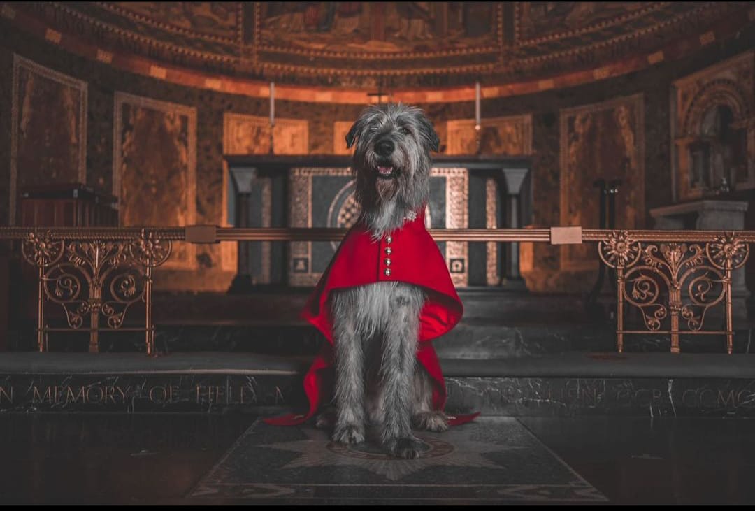 It has been a busy week for Seamus… not only was he part of His Majesty’s Coronation celebrations at the weekend but he also celebrated his third birthday last Thursday!

#IrishGuards☘️💂#Seamus #turloughmor
#coronationweekend #london #TheGuards #irishwolfhound
#britishportrait