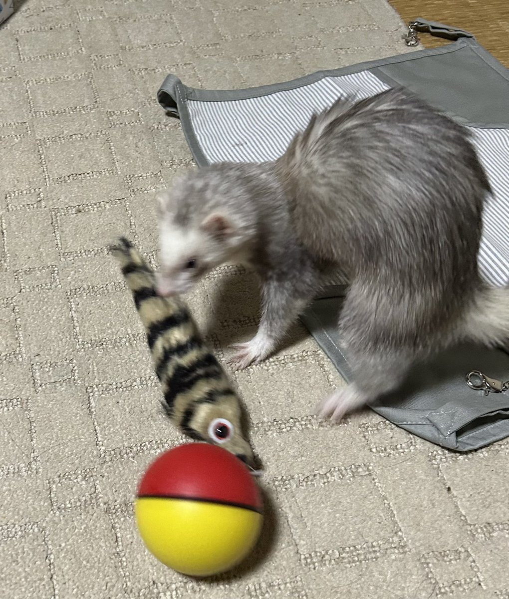 イタチの誕生日に間に合わなかったおもちゃと新しいハンモック届いた https://t.co/6VlPwKu8IS