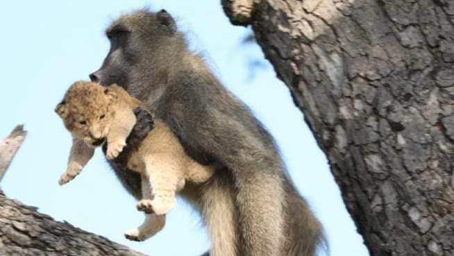 ¿Se te hace familiar?

Un babuino se robó una cría de león dentro del Parque Nacional Kruger en Sudáfrica, y la escena del primate sosteniendo al felino hizo recordar a muchos la película de El Rey León.

En este caso la historia tuvo un final trágico, pues el babuino terminó