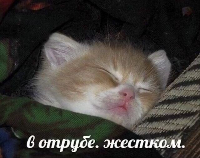 draculaKriss's tweet photo. коротко о моём твиттере https://t.co/OgxJRGl2BV