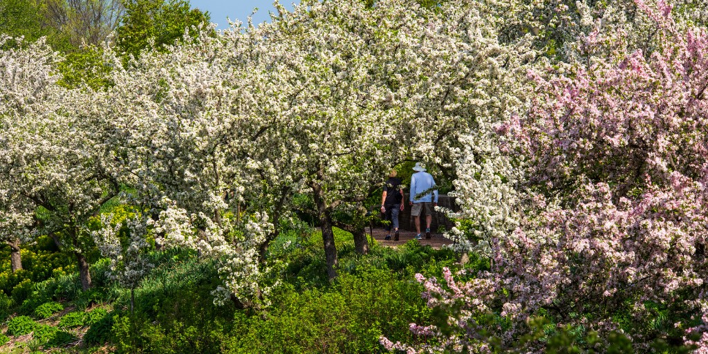 chicagobotanic's tweet photo. The pinks, whites, and reds of the annual crabapple bloom are putting on a show. You can see these fragrant flowering trees all over the Garden, with the most dramatic views in the Lakeside Gardens. Visit now to enjoy this signature spring experience. #springshowtime https://t.co/7fP68T6PPl