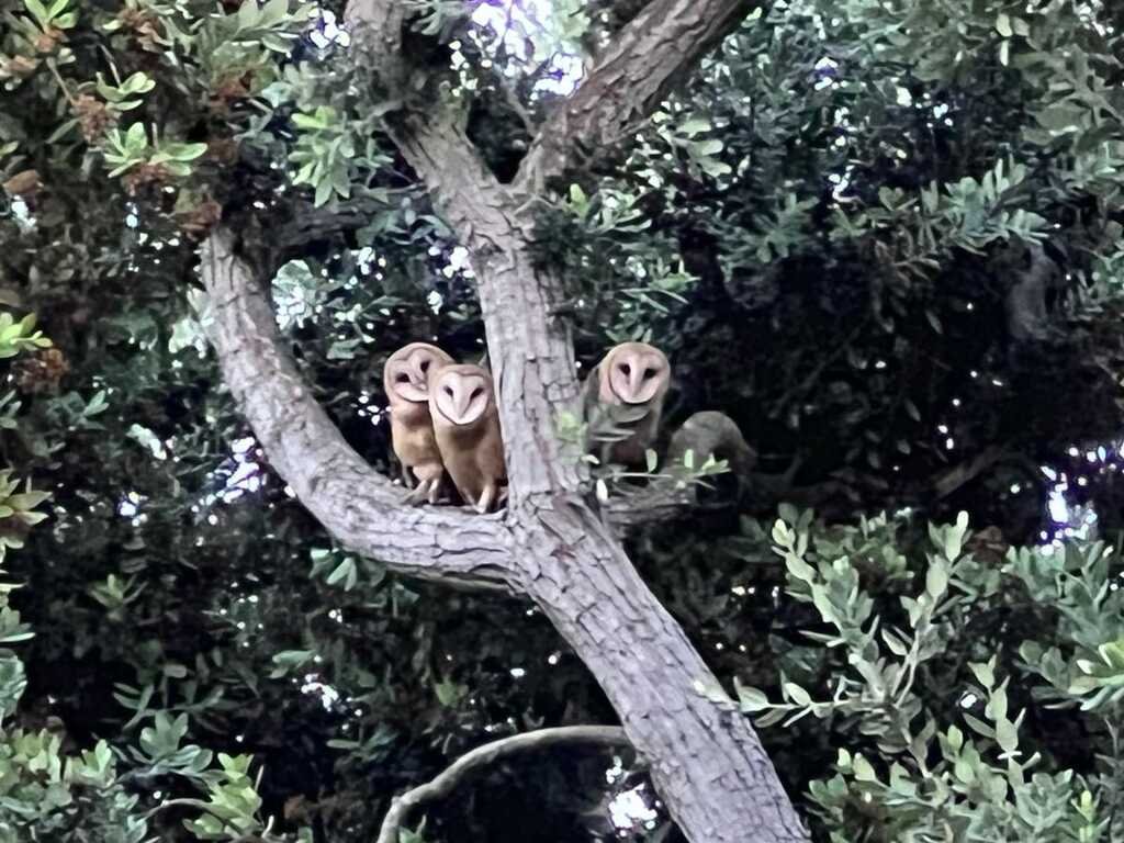 A trio of wise companions perched in a secret garden gathering 🦉🌳

#Owls #BackyardWildlife #NatureLovers