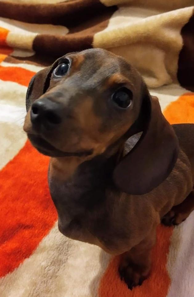 Hechizero_38's tweet photo. ⚠️ SERVICIO SOCIAL ⚠️
Se requiere del apoyo de todos ustedes para que "Pepe" regrese a casa. Se extravió ayer a las 9:00 pm en la Colonia El Ángel, dicen haberlo visto por la privada 10B sur y la 15 oriente. Cualquier información será de gran ayuda 🙏
22 23 30 28 52 https://t.co/dsbf1XjQDU