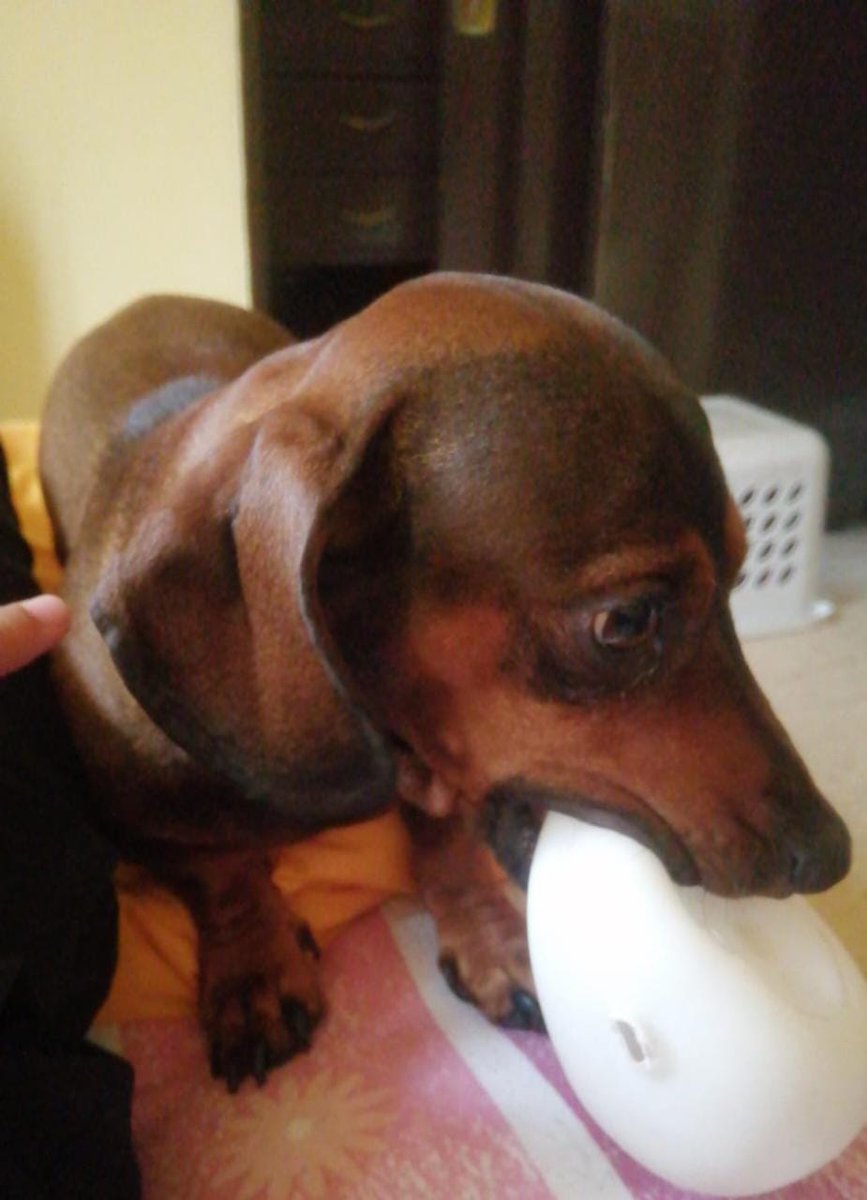 Hechizero_38's tweet photo. ⚠️ SERVICIO SOCIAL ⚠️
Se requiere del apoyo de todos ustedes para que "Pepe" regrese a casa. Se extravió ayer a las 9:00 pm en la Colonia El Ángel, dicen haberlo visto por la privada 10B sur y la 15 oriente. Cualquier información será de gran ayuda 🙏
22 23 30 28 52 https://t.co/dsbf1XjQDU