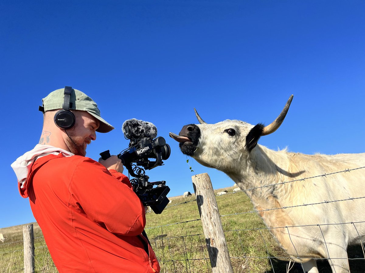 LibDrew's tweet image. Any film makers in Sussex with own kit available for a day’s work over weekend/next week? 
Cows supplied 🐄