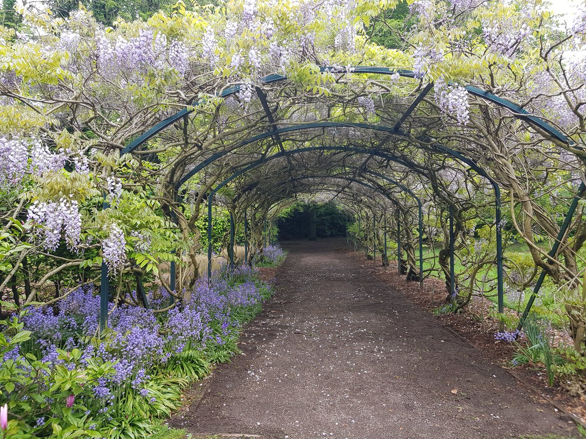 SecateursThe's tweet photo. #wisteria arch has burst into life in @WalkdenGardens.  Bluebells not bad either. 
#BlossomWatchComp #wisteriahysteria https://t.co/L9FAwT024D