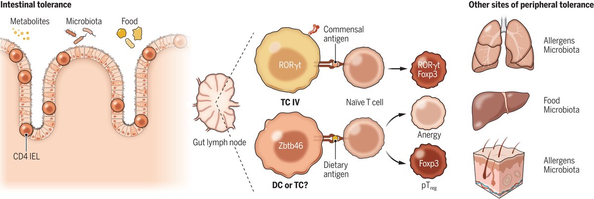 ScienceMagazine's tweet photo. A new #ScienceReview evaluates current advances in the investigation of how T cell tolerance is maintained in the periphery, focusing on recent insights into mechanisms of tolerance to the gut microbiota. https://t.co/hK6Txy6rhk #Autoimmunity https://t.co/NecEw14a1l