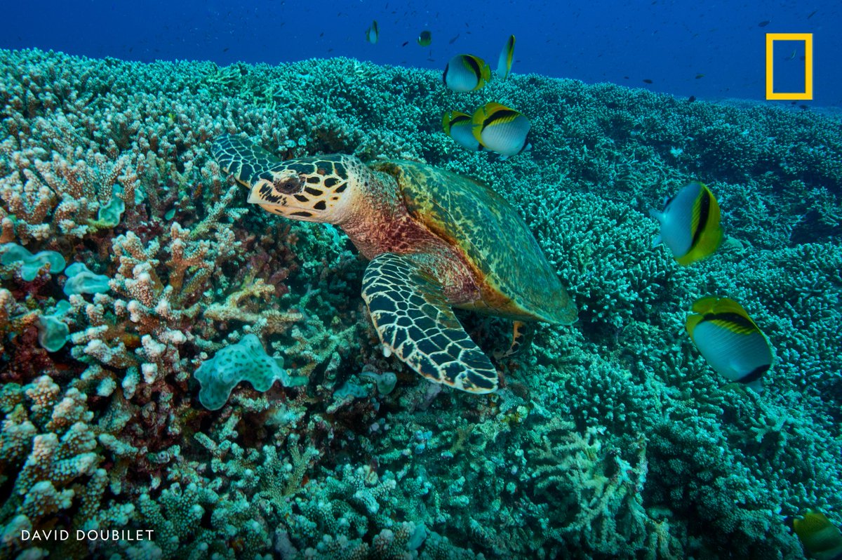 A sea turtle swims over coral in Tubbataha Reefs Natural Park, Philippines.