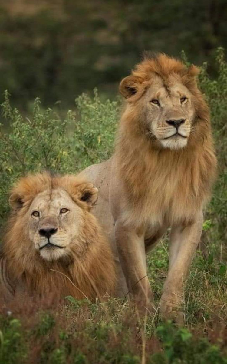 The Lamai males!

Came from the Lamai area of Serengeti, possibly killed the solo Ol Donyo Pak male in 2021 and took over the Sausage Tree pride.
Surprisingly, they tolerated the 6 sub males, who are now the Nyati males.

#LoveLions 
📸 Sammie_safariguide_guru Ltd.
