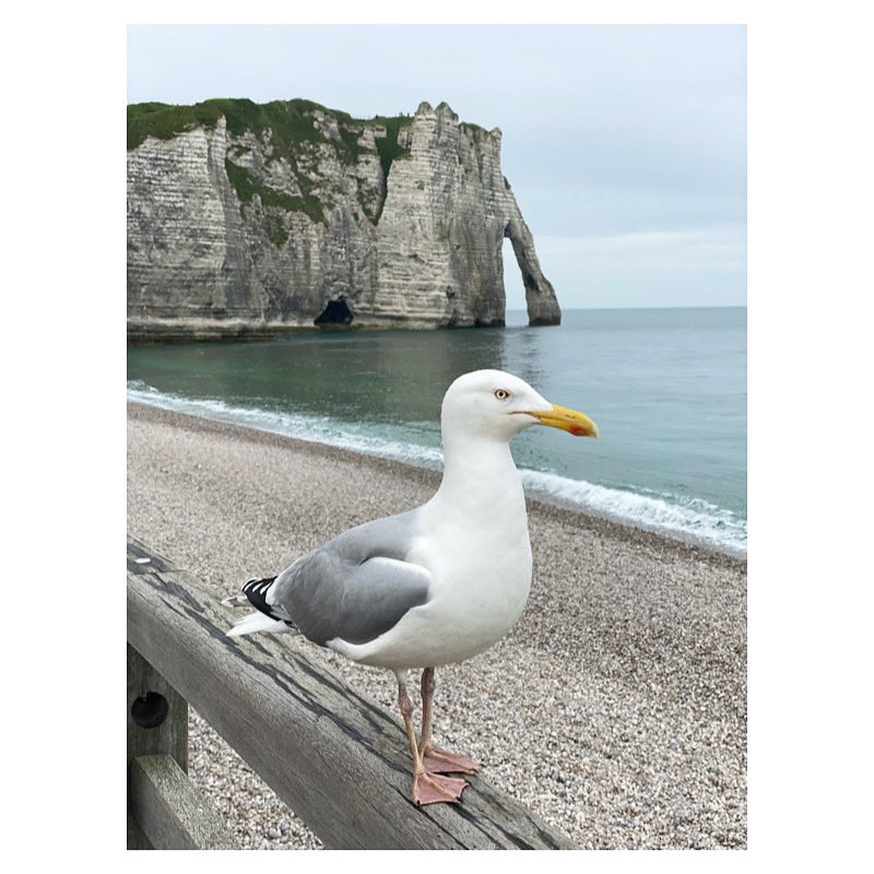 Volatile 
7.5.23

#etretat #normandie #normandietourisme #igersnormandie #seinemaritime #seaphotography #naturephotography #nature #seagull #woofermagazine #wipplay #grainedephotographe #legoutdesfollowers #reponsesphoto #fisheyelemag #portrait #portraitphotography