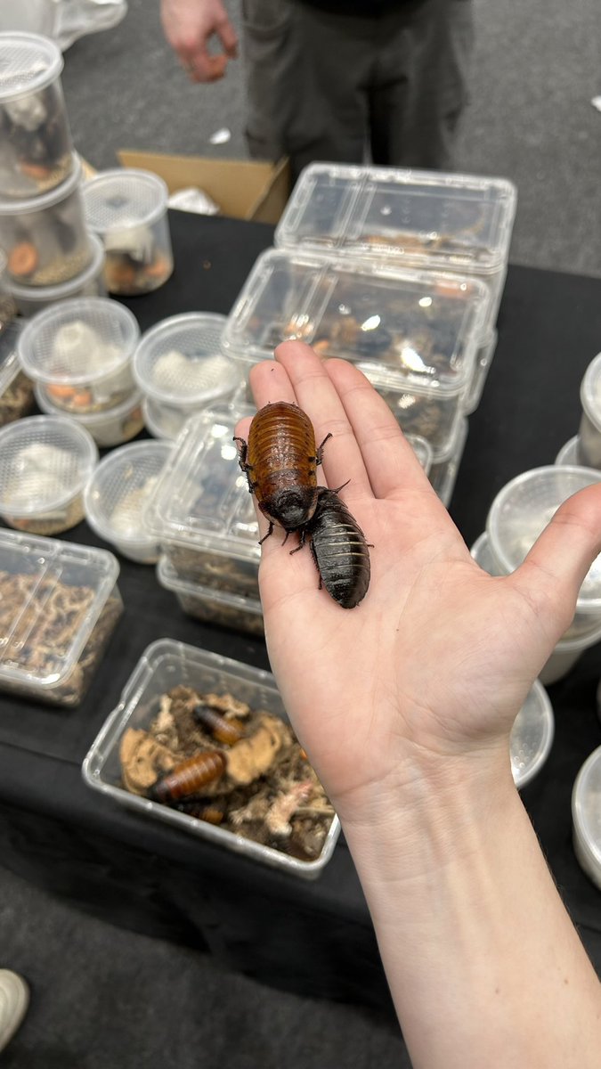 bigevilbug's tweet image. 