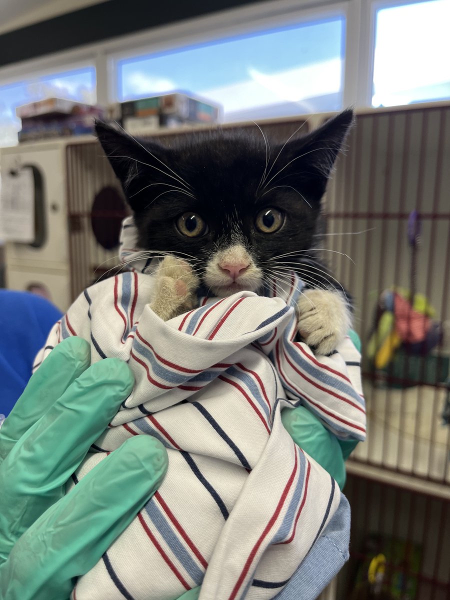 An 8-week old kitten is safe at our Escondido Campus after being rescued from the frame of a truck last night. A Humane Officer and a veterinarian came to the rescue, sedated the kitten, used Q-tips to patiently dislodge her and get her freed so she could receive care.