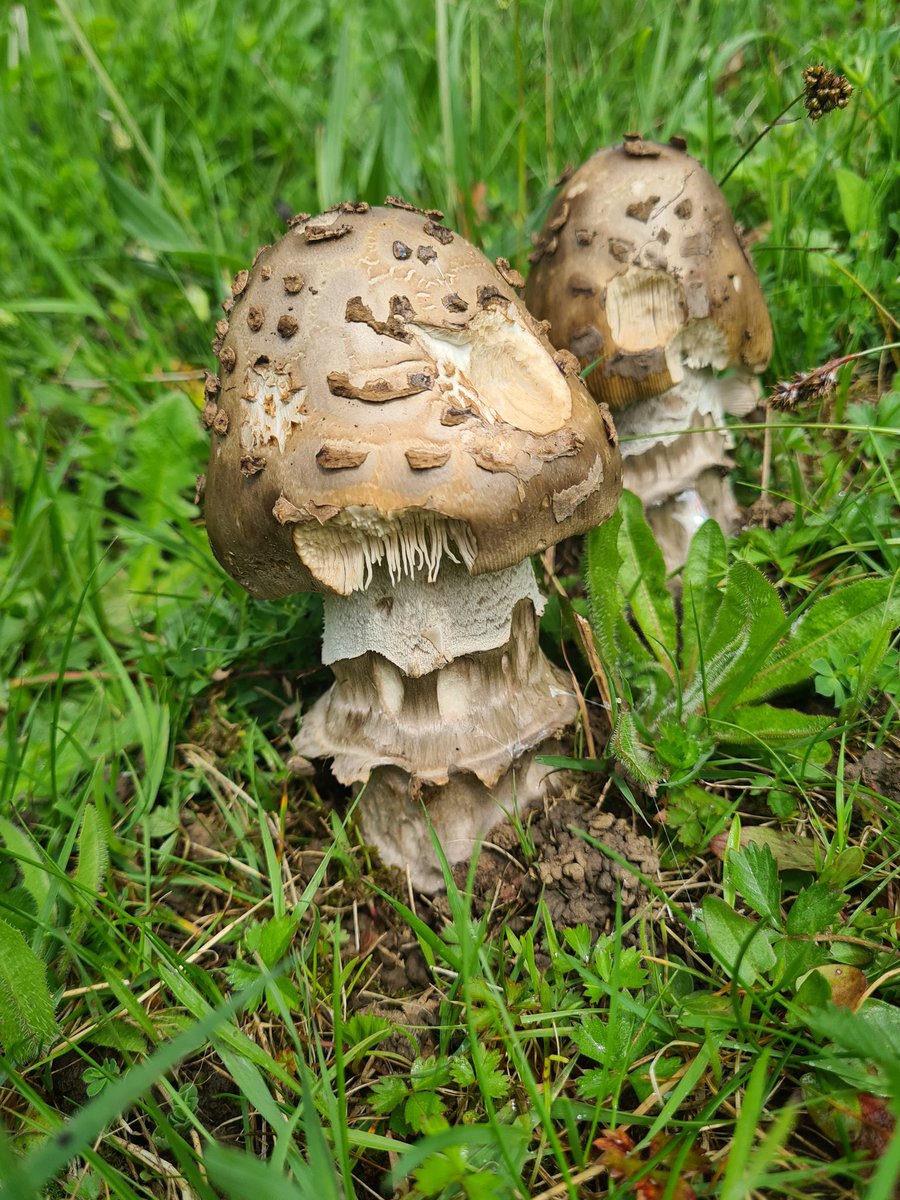 Meadowendy (@wendyholliday13) on Twitter photo Under the oaks in my field today, Snakeskin Grisette, Amanita ceciliae. Amazing structures!
@WhitbyNats @Fhickenbottom <a href="/ukfungusday/">UK Fungus Day</a> Under the oaks in my field today, Snakeskin Grisette, Amanita ceciliae. Amazing structures!
@WhitbyNats @Fhickenbottom <a href="/ukfungusday/">UK Fungus Day</a>