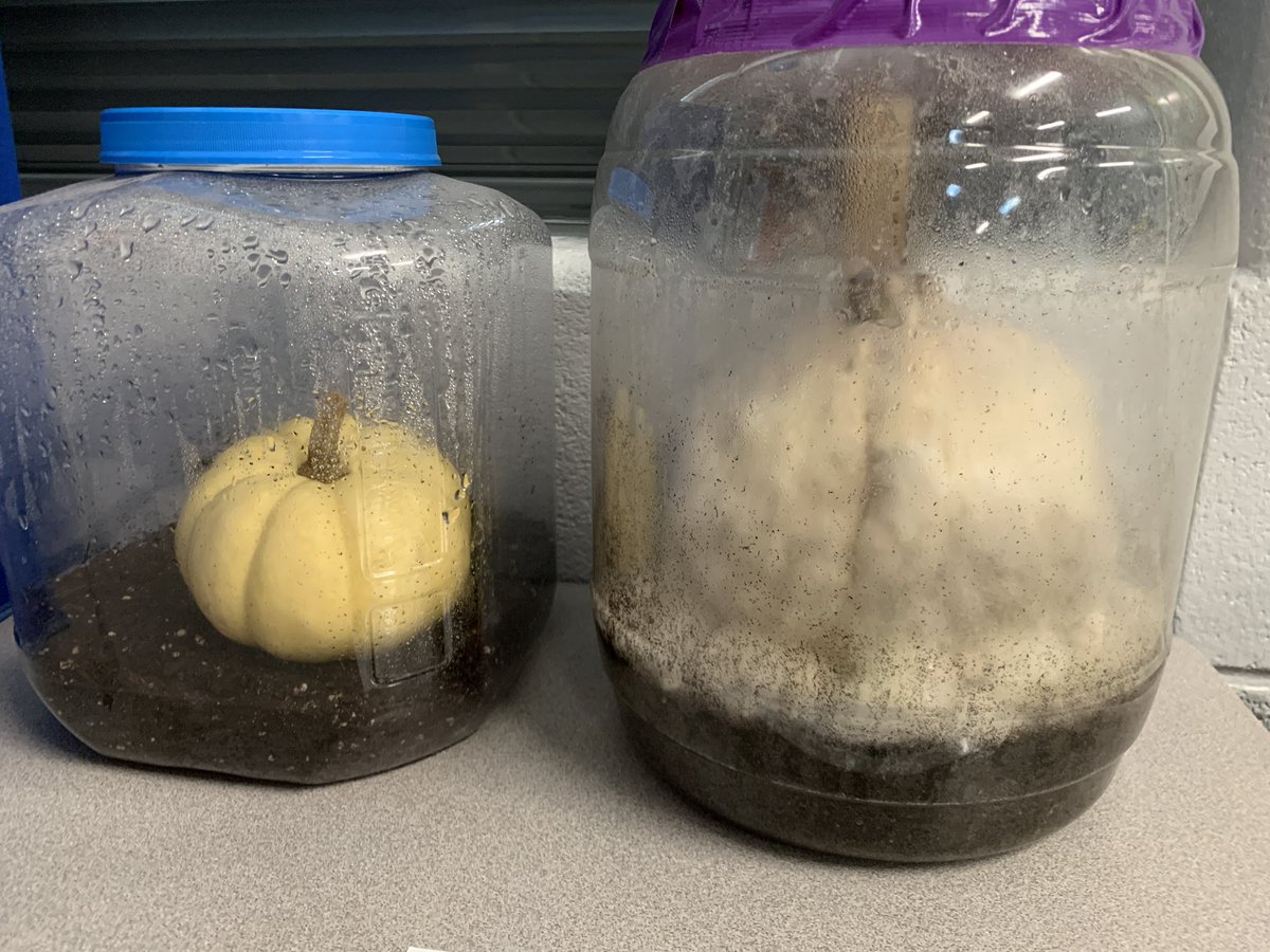 carolynvibbert's tweet image. Every day we lament how boring our library pumpkin is. I’ve decided it needs a positive influence so I’m sending it to learn how to rot in Kindergarten. #PWCSLibraries