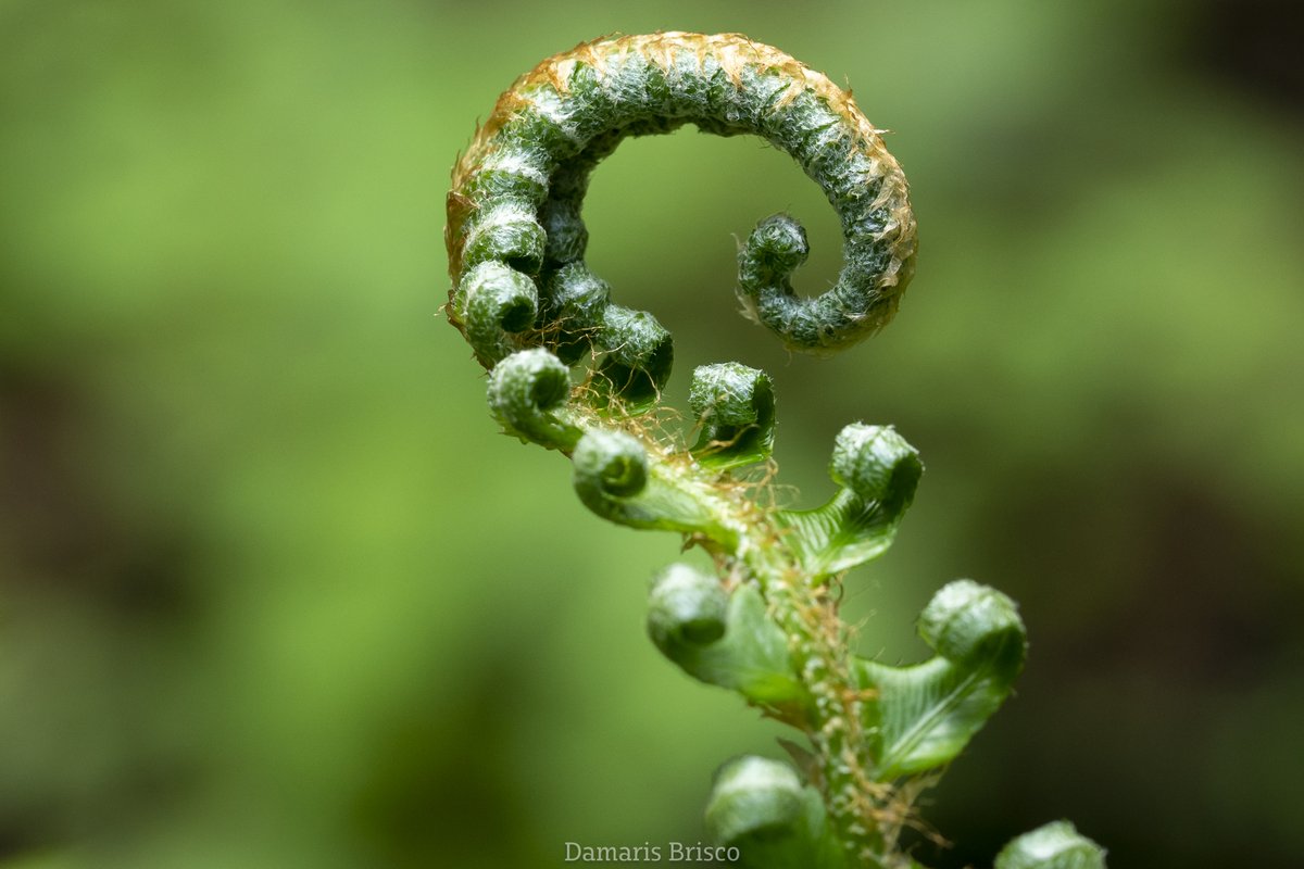 From this week in #RoysRedwoods: I have a backlog of photos from May 2-9, so this is gonna be a long thread. First, let's look at some new growth on plants, shall we?

This lil curlicue is the fresh frond of a Western Sword Fern (Polystichum munitum).
