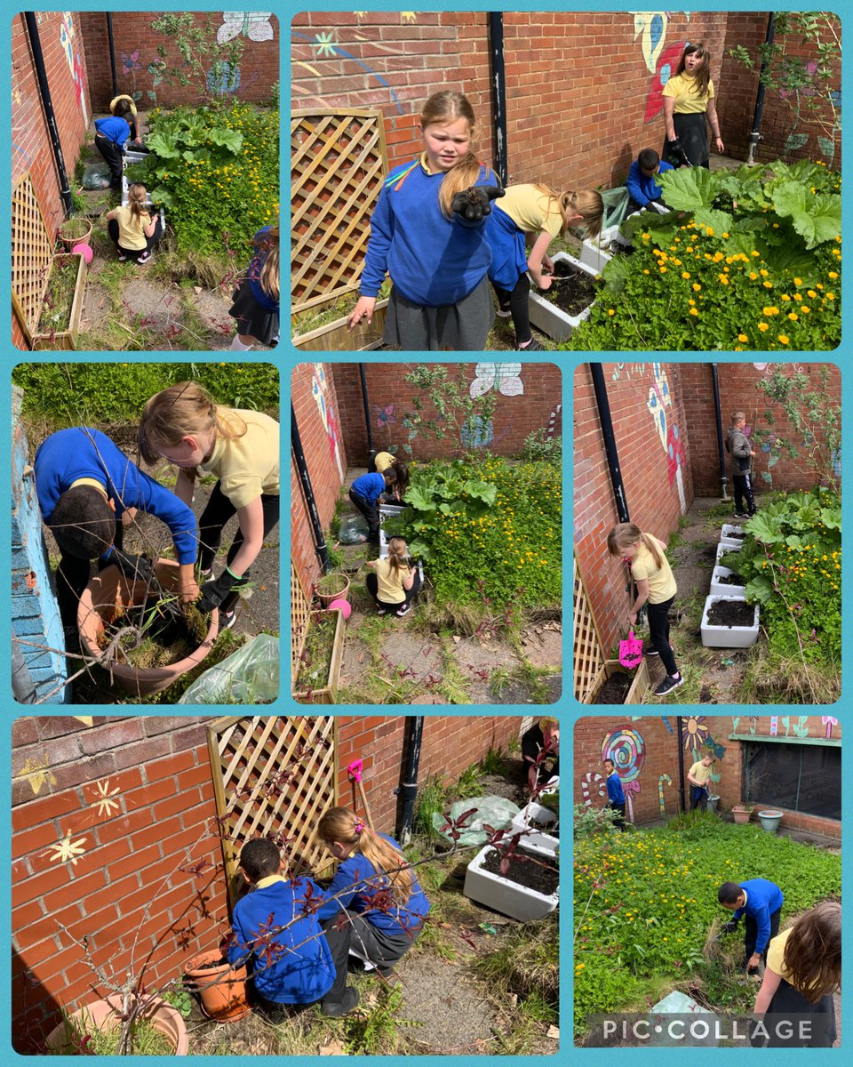 We had a fabulous day celebrating the coronation of King Charles III! 👑 Lots of fun in our community picnic! We then worked together to help clear our school garden ready to plant vegetbles! Diolch am helpu! 🌟🌼 @rhosyfedwen #BigHelpOut #Coronation