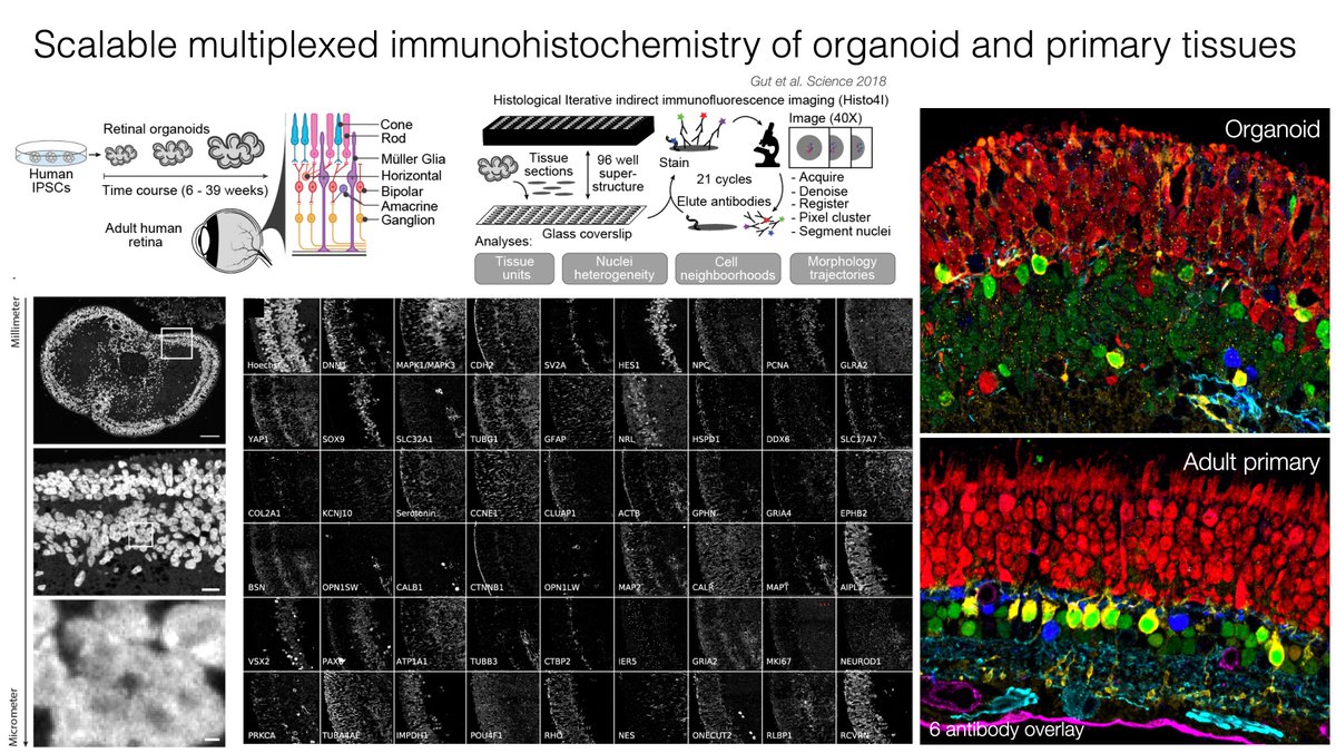 Gray Camp (@graycamplab) on Twitter photo Our strategy to understand heterogeneous human neural organoids through spatiotemporal integration of scSeq and multiplexed protein maps! nature.com/articles/s4158… Thank you <a href="/cziscience/">CZI Science</a> for supporting our project! <a href="/lucaspelkmans/">Lucas Pelkmans</a> <a href="/TreutleinLab/">Treutlein lab</a> <a href="/IHB_Research/">Institute of Human Biology</a> 👉🧵 Our strategy to understand heterogeneous human neural organoids through spatiotemporal integration of scSeq and multiplexed protein maps! nature.com/articles/s4158… Thank you <a href="/cziscience/">CZI Science</a> for supporting our project! <a href="/lucaspelkmans/">Lucas Pelkmans</a> <a href="/TreutleinLab/">Treutlein lab</a> <a href="/IHB_Research/">Institute of Human Biology</a> 👉🧵