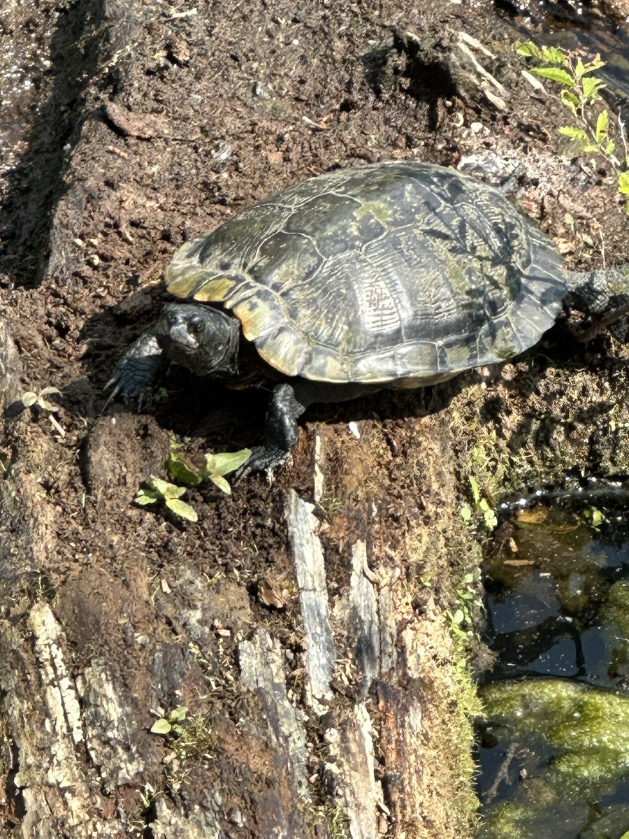 mpowell_gses's tweet photo. Being in nature, seeing wildlife and their homes was fun for these little ones. @theheardmuseum @gsesdallas @GoodShepherdCOE https://t.co/9AG4xXMYBy