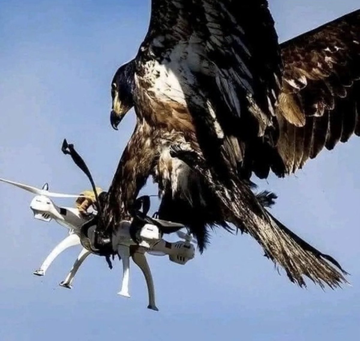 BrianRoemmele's tweet image. Anti drone. Technology.