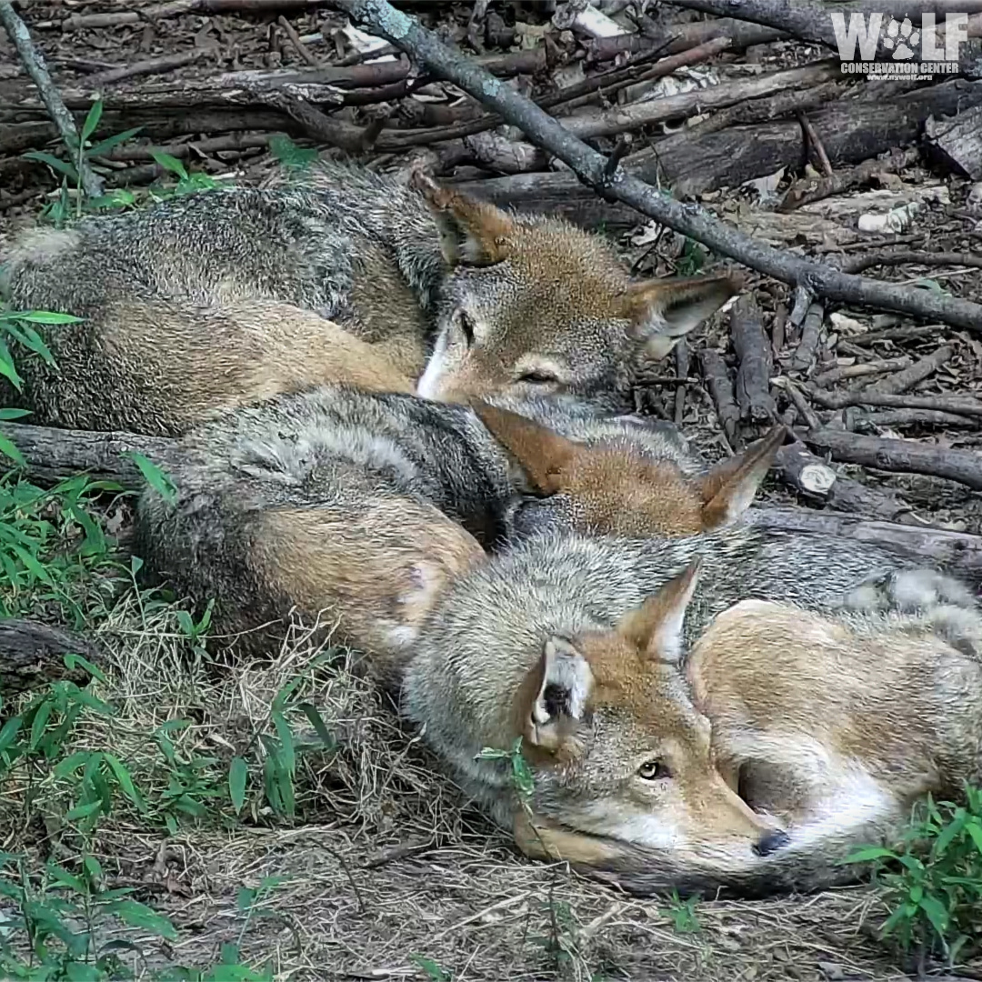 Wolf Conservation Center 🐺 on Twitter: