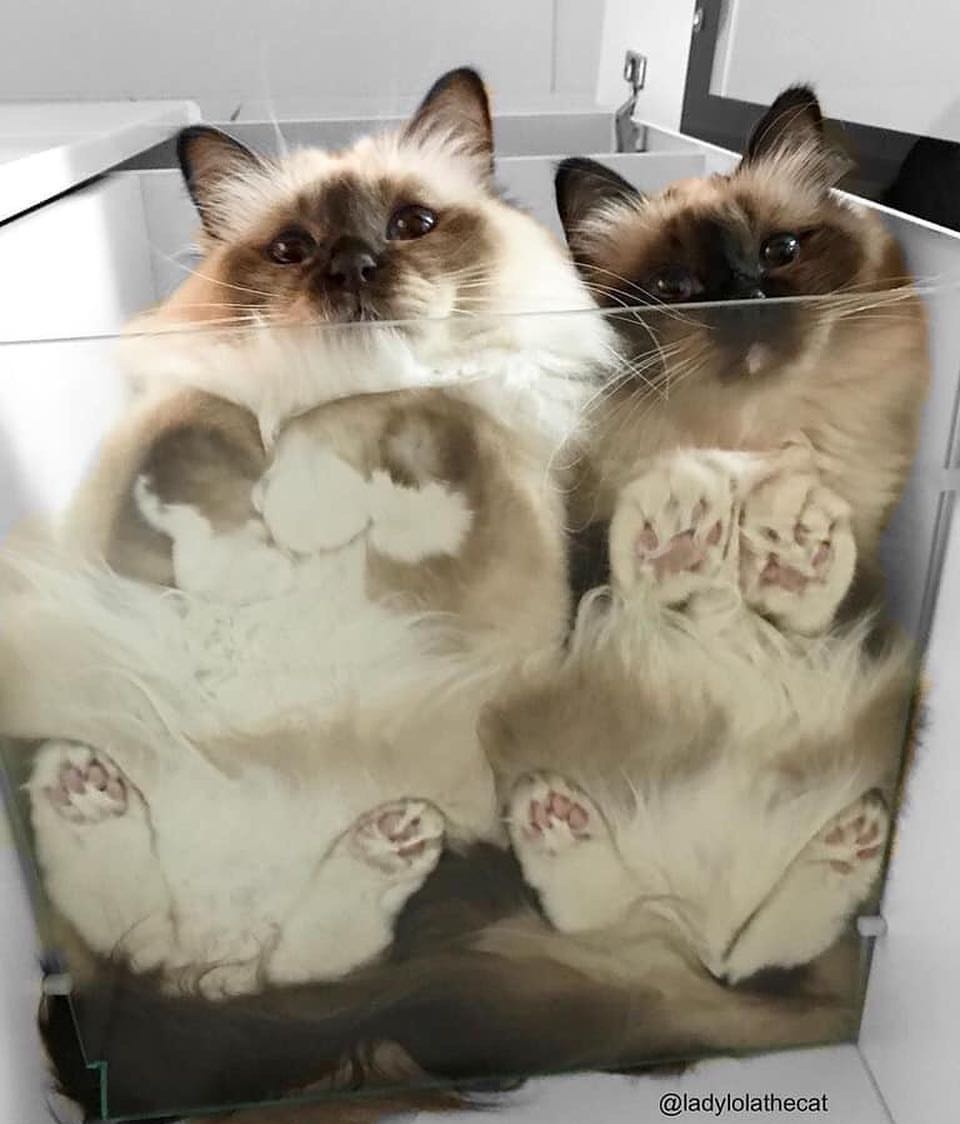 Why you should have a cat (@shouldhavecat) on Twitter photo 