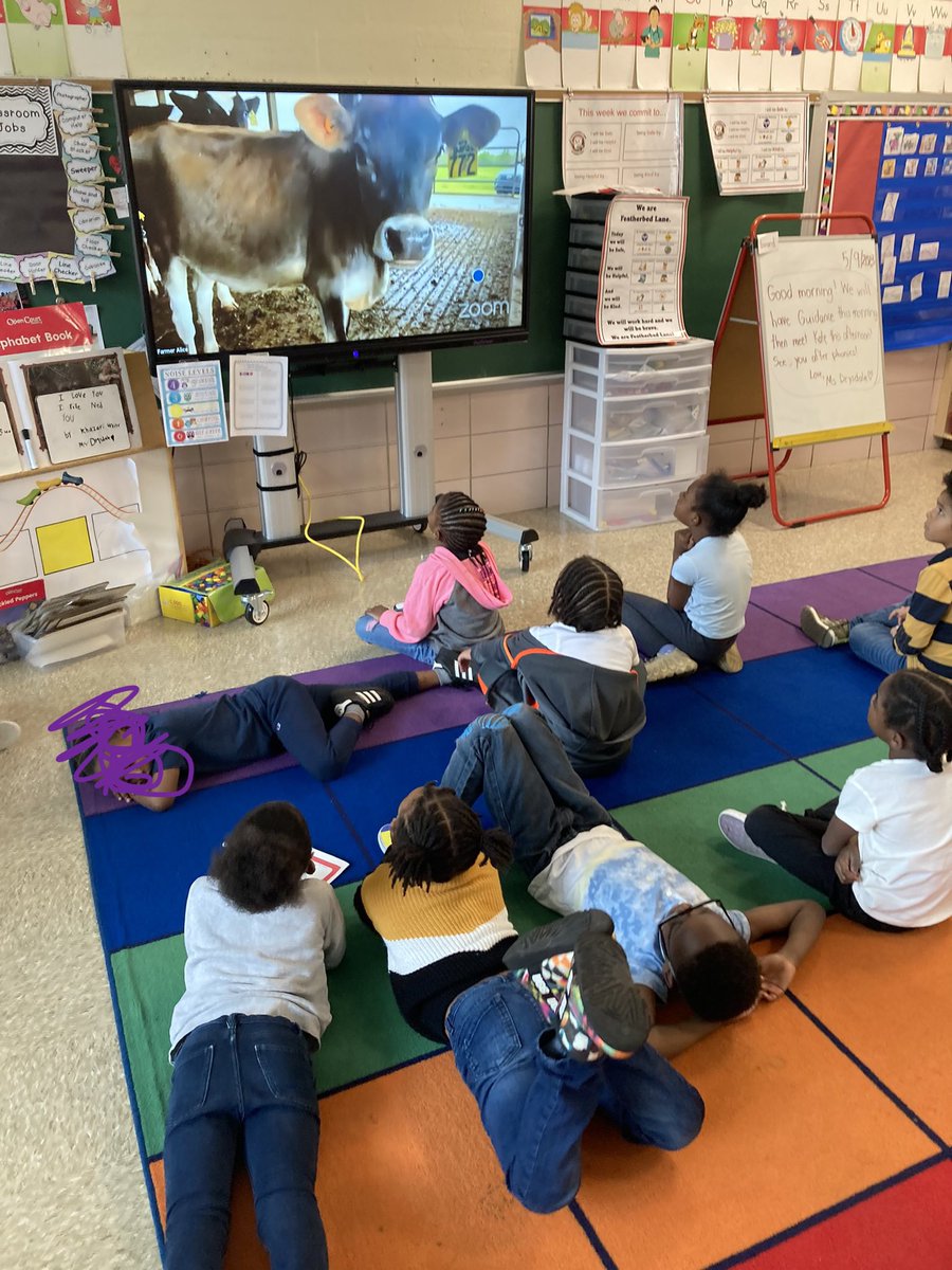 This year our class ‘adopted’ a calf and we got updates throughout the school year from not long after she was born to now! We finally got to video call at the end of the year and met Kate today 😍🐄
