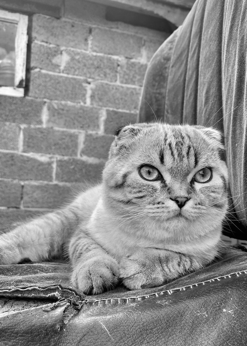 Господин Морковский 🥕