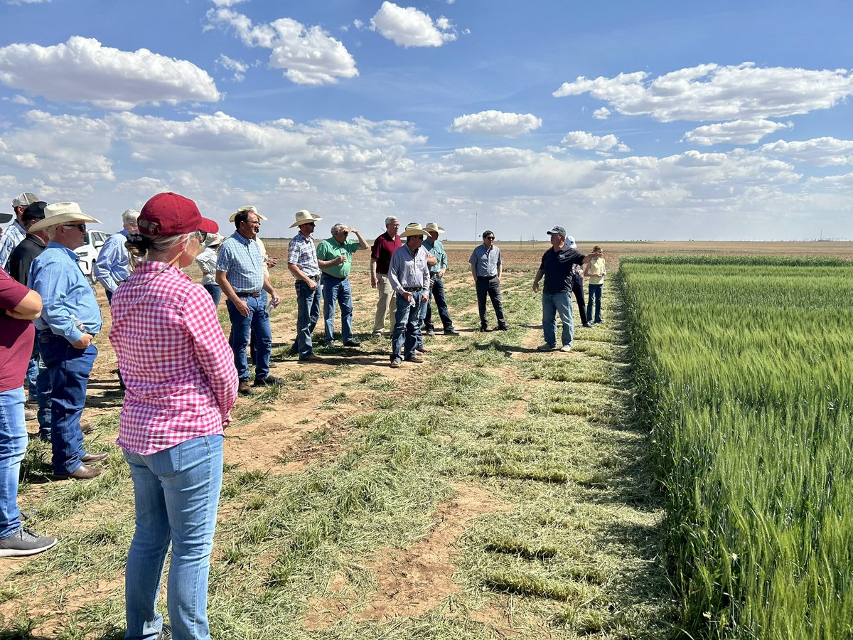 TexasWheat's tweet photo. Today, the Texas Wheat Producers board of directors visited the @a_agrilife research station in Bushland. The board funds several projects carried out at this station and appreciates the work this team does for the #wheat breeding program. https://t.co/NZR5WqtByV