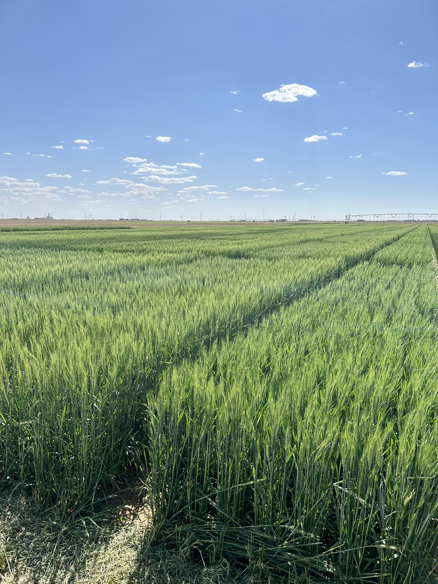 Today, the Texas Wheat Producers board of directors visited the <a href="/a_agrilife/">Texas A&M AgriLife - Amarillo</a> research station in Bushland. The board funds several projects carried out at this station and appreciates the work this team does for the #wheat breeding program.