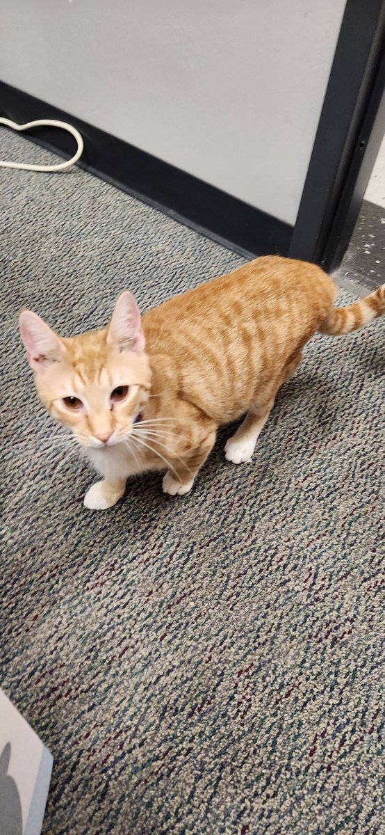 dc_proteinsci's tweet photo. @Jasmine00569566's baby Mito (as in mitogen actived protein kinase lol) visiting our lab today! 🐈🐈🐈 Brother Teemo is behind @mvcdelacerna's desk hiding 😂 https://t.co/dPn8qFQBFl