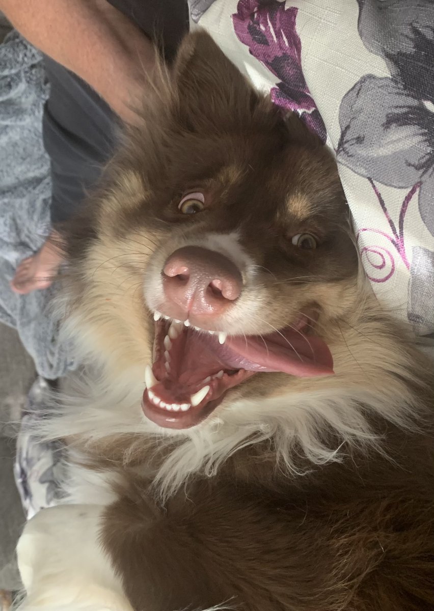 Hey everybody it’s Tongue Out Tuesday!!#DogsofTwitter
#wigglebutt #AussiePosse
#austrailianshepard