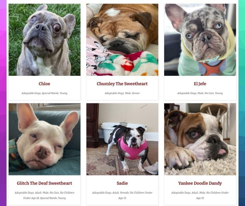 OMG! All of these adorable faces are looking for forever homes!! Check out our page to learn more and apply!!!
snortrescue.org/adoptable-dogs/

#adoptdontshop #snortrescue #englishbulldog #frenchbulldog #EBD #frenchie #rescuedog #rescuerocks