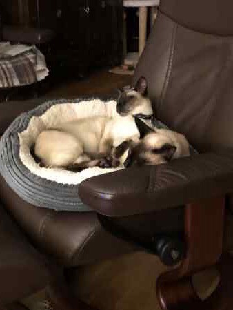 SealDefence's tweet photo. Miaow! Please have a look at this tweet: https://t.co/aDv3YYDG9M https://t.co/lGB8V5pbf1