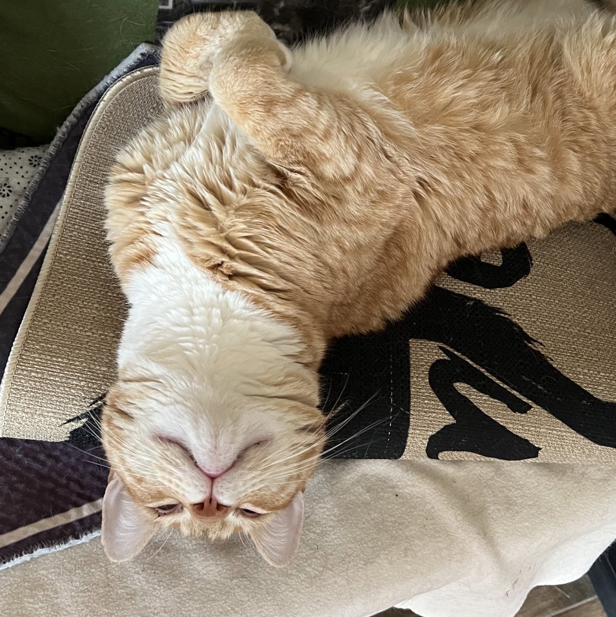 Rad Wolf By Night on Twitter "RT JortsTheCat Let the minutes reflect