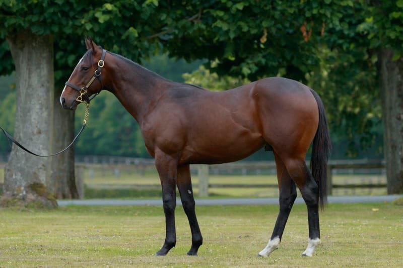 🤩 2yo BEAUVATIER wins for @HarasBouttemont & @Yannbarberot 1st time out by 5.5 lengths! 

Monceaux homebred with @Barbara11516673 & @Qatar_Racing, by @BallylinchStud #LopeDeVega, @InfoArqana graduate, purchased by Yann Barberot. 

Well done to all connections 👏
