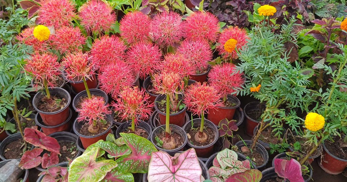 #hemanthus 
#scadoxus
#bloodlily
#balllily
#fireballlily #fireballlillies
#bloodflowers
#Katherinewheel
 #oxtonguelily 
#mayflower #flowers #flowerstagram 
#scadoxusmultiflorus #scadoxus_multiflorus 
#naturephotography #naturelovers