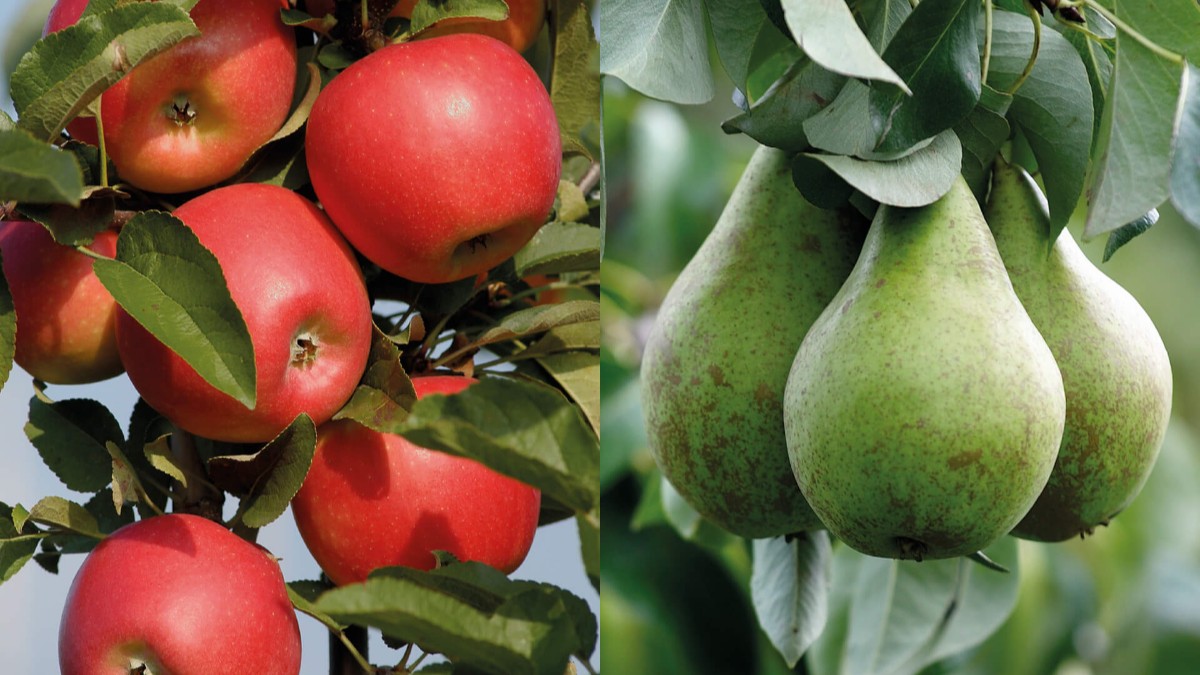 🍎🍐 Je kunt je nog aanmelden voor onze veldbijeenkomsten fruitteelt, woensdag 10 mei. Naast een rondgang op het bedrijf gaan we in op de actualiteiten binnen de gewasbescherming, groeiregulatie, bladvoeding, vruchtzetting en -dunning. Meld je vooraf aan: bit.ly/3FKGxyM