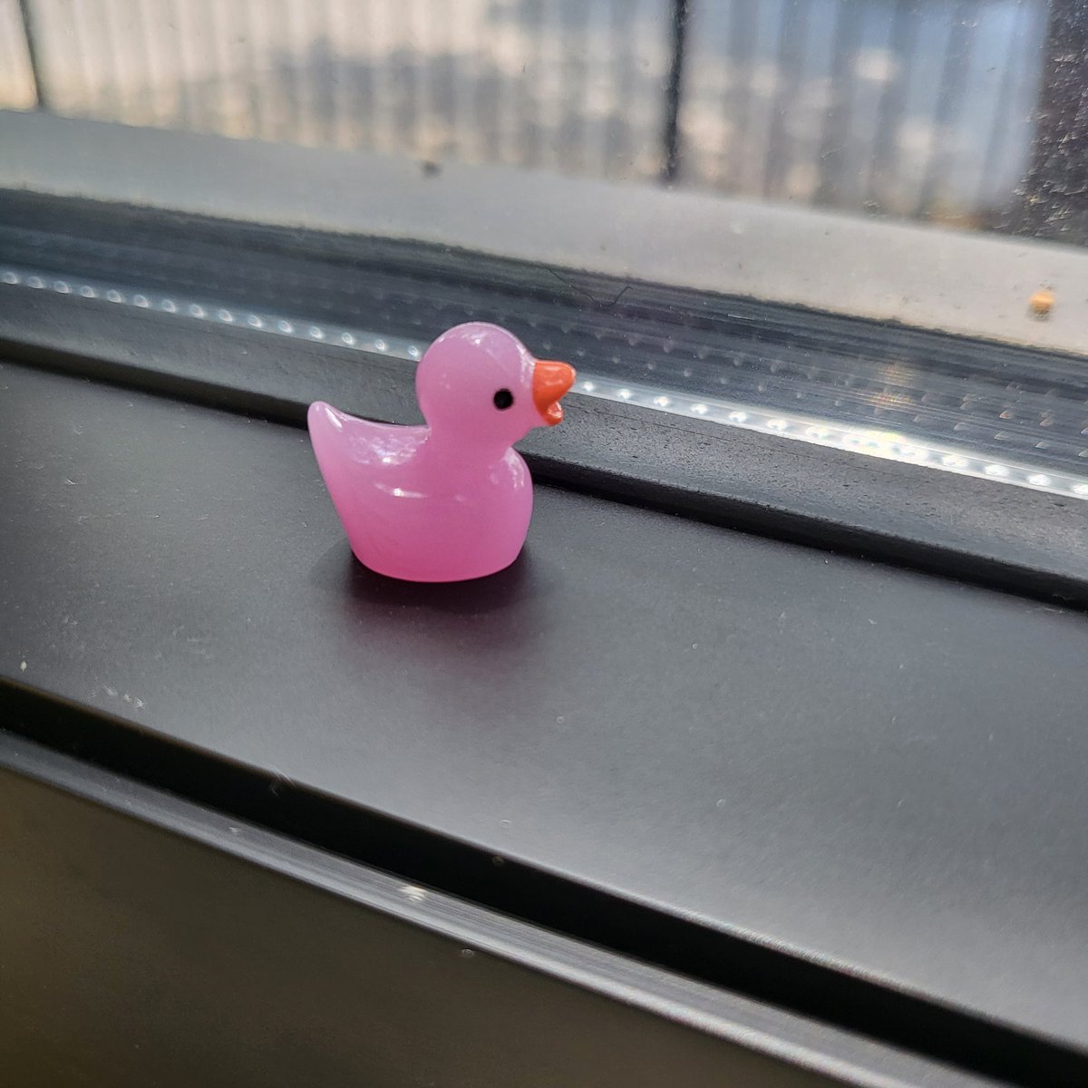 Origin_SC's tweet image. Sometimes the marketing team likes to create chaos in the building and hide 100 tiny ducks all over the office. 

#justvibes #nonprofit #nonprofitlife #originsc