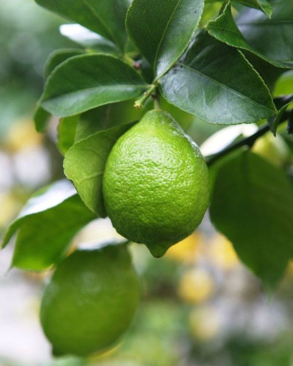 Bronnley Lime &amp; Bergamot is the perfect scent for Spring

This fresh and enticing fragrance has piquant top notes of bright lime, bergamot and grapefruit that will make you feel like you're right there in Sicily.

Fresh, invigorating and extra zesty.