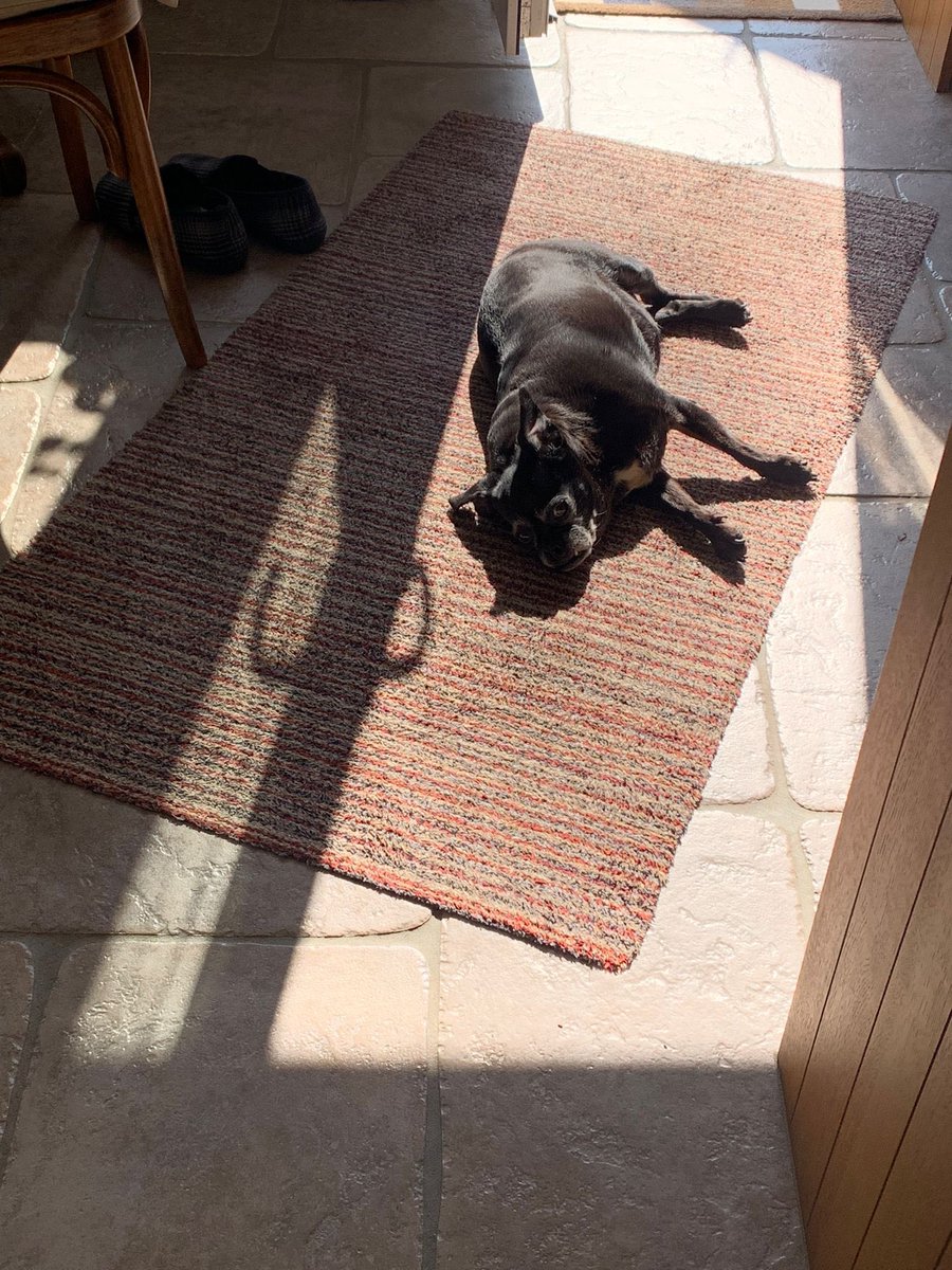 @Roscoe_Leiland @ScribblePug You’re so cute. I love to sunpuddle too ☀️